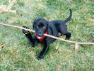Small Dog Big Stick